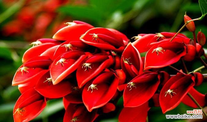 花开傲然 刺桐花的花语