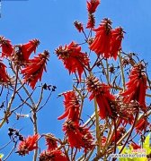 花开傲然 刺桐花的花语