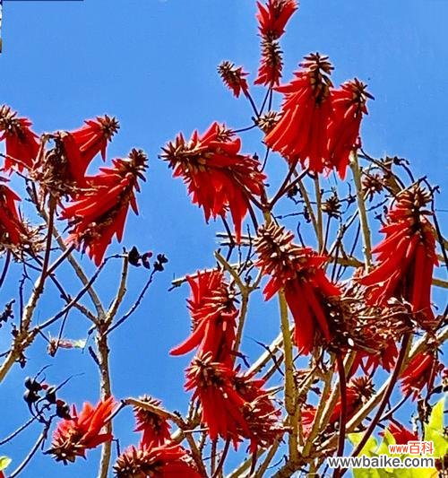 花开傲然 刺桐花的花语