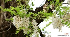 探寻刺槐花的神秘与魅力 刺槐花语的美丽与寓意