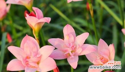 探索葱兰花语的深度与多样性 葱兰花语