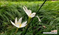 探索葱兰花语的深度与多样性 葱兰花语