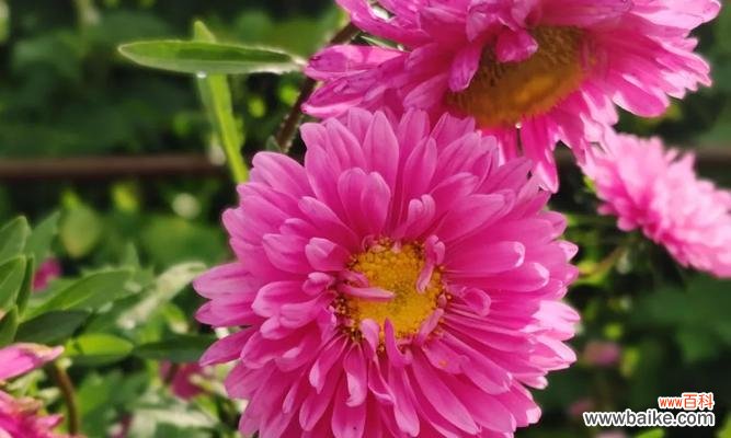 坚韧与忠诚的翠菊花语 翠菊花语