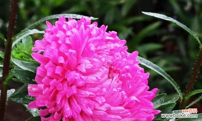 坚韧与忠诚的翠菊花语 翠菊花语