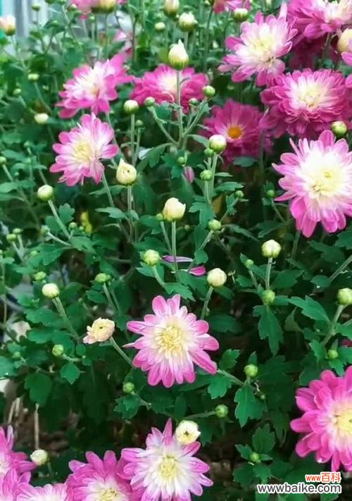 坚韧与忠诚的翠菊花语 翠菊花语