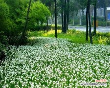 探寻葱兰花的花语之谜 葱兰花语