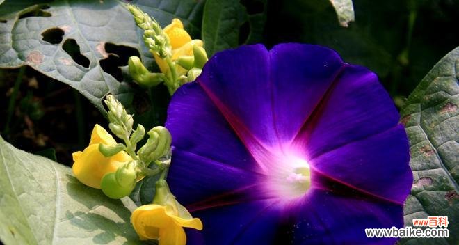 祥瑞长寿 翠竹的象征意义与魅力