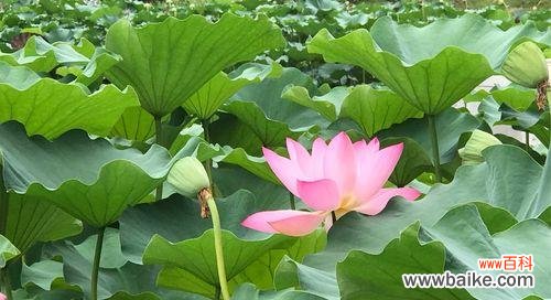 祥瑞长寿 翠竹的象征意义与魅力