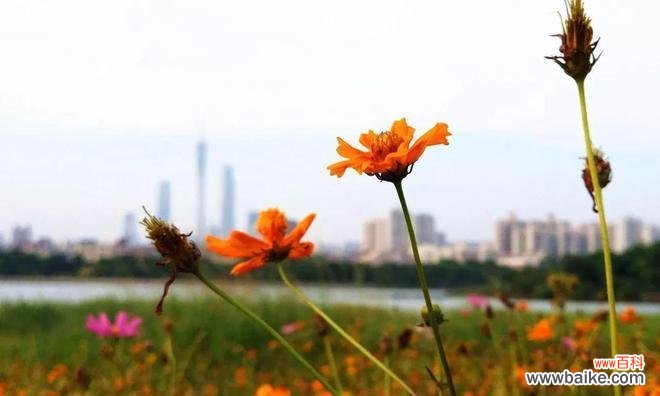 用花语解读大波斯菊的世界 探寻大波斯菊的花语之美