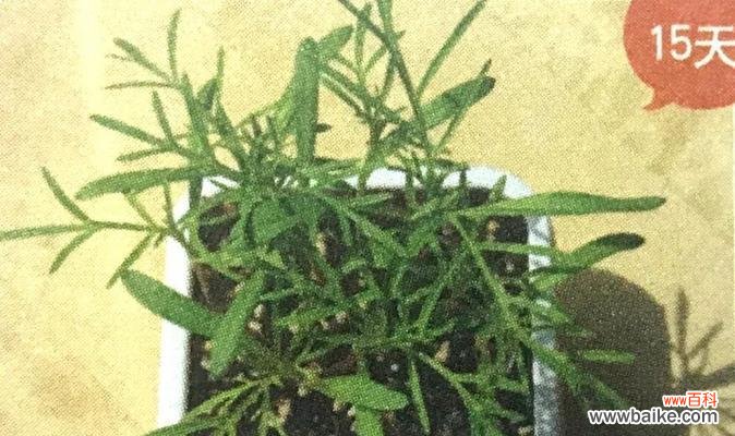 用花语解读大波斯菊的世界 探寻大波斯菊的花语之美