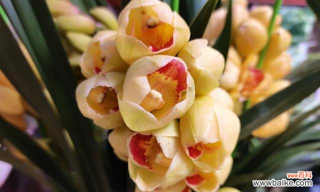 探索大花蕙兰的花语之谜 大花蕙兰的神秘花语