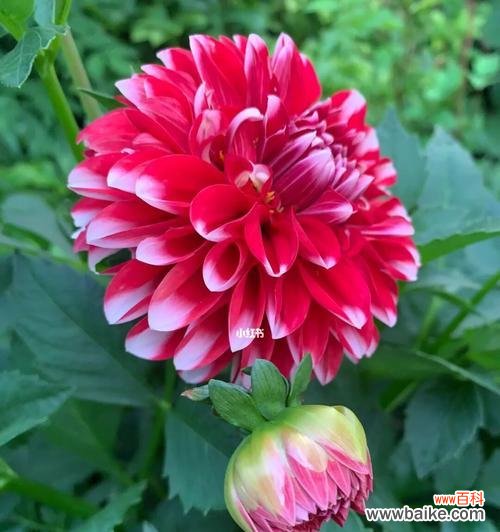 大丽花的花语揭示人生智慧 大丽花的花语与美丽传说