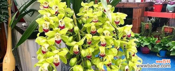 揭示大花蕙兰寓意的鲜花之谜 大花蕙兰