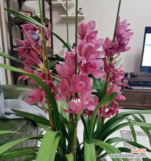 揭示大花蕙兰寓意的鲜花之谜 大花蕙兰