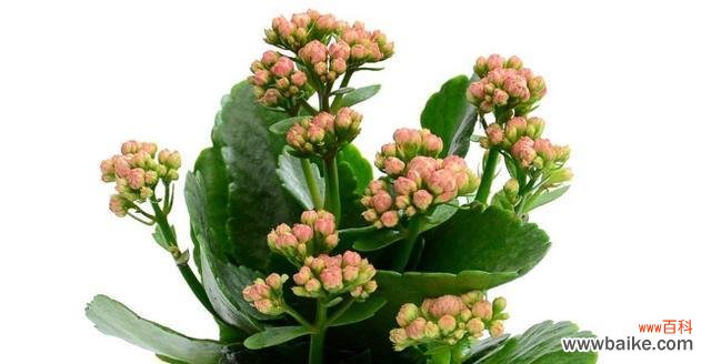 探索长寿植物的养生之道 长寿植物的神秘力量