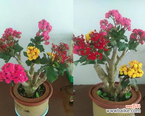 探索长寿植物的养生之道 长寿植物的神秘力量