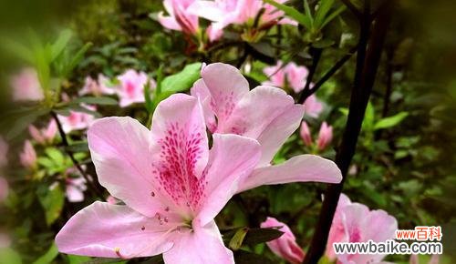 美丽与欲望的绽放——揭秘以代表欲望的花语 花语探秘