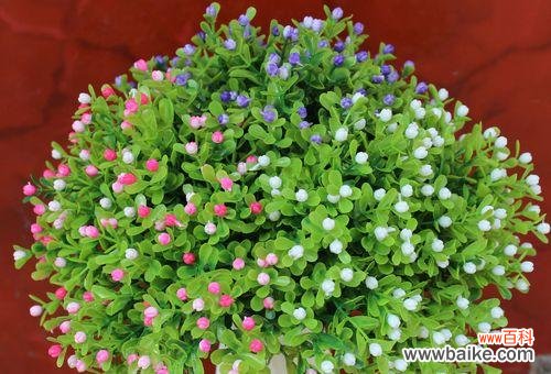 探索自由与自然的奇妙共生之道 自由之植