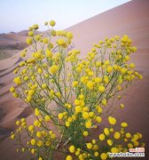 探索自由与自然的奇妙共生之道 自由之植