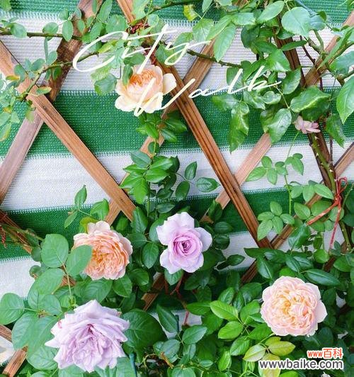 代表自强不息的花朵中的壮志凌云 花开自强，映射勇毅人生