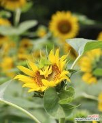 无私奉献 代表忠诚的植物