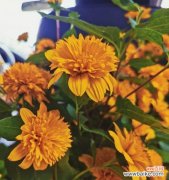 中秋佳节美丽花朵芬芳演绎浓浓情怀 中秋时节的花