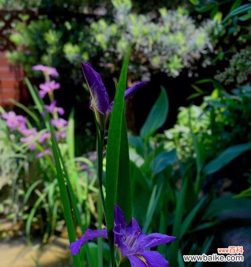 探索自然中智慧的化身 智慧之植