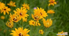 探索植物世界中那些代表执着的植物 植物世界中的执着力量