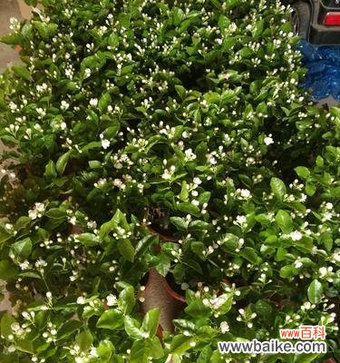 探索植物世界中那些代表执着的植物 植物世界中的执着力量