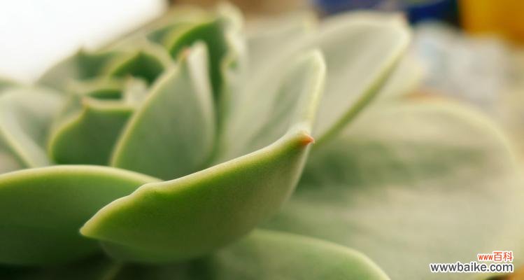 探索植物世界中那些代表执着的植物 植物世界中的执着力量