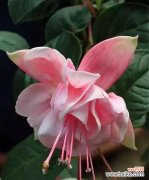 探寻倒挂金钟的象征意义 倒挂金钟的花语和寓意