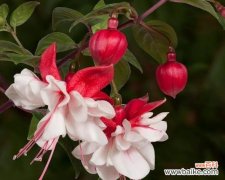 解读倒挂金钟在风水中的重要性 倒挂金钟的风水寓意与摆放位置