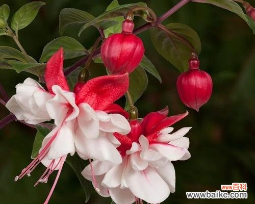 解读倒挂金钟在风水中的重要性 倒挂金钟的风水寓意与摆放位置