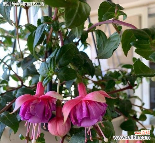 解读倒挂金钟在风水中的重要性 倒挂金钟的风水寓意与摆放位置