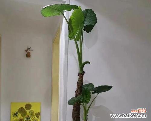 揭秘滴水观音开花的吉利寓意与好处 滴水观音开花的风水寓意