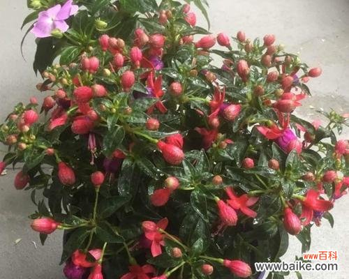 点亮人生的幸福之花 灯笼花风水寓意与作用