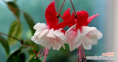 点亮人生的幸福之花 灯笼花风水寓意与作用