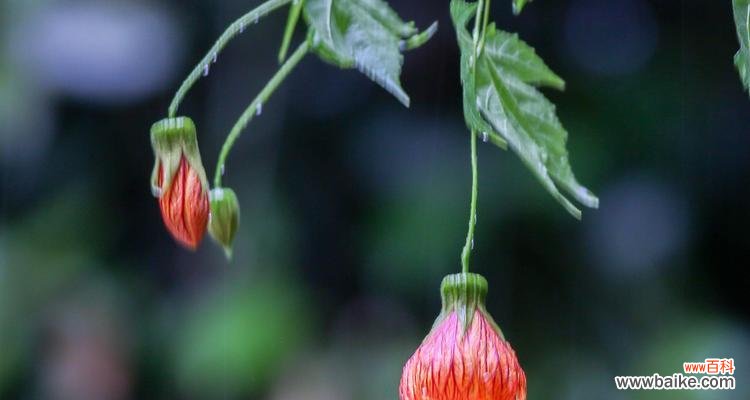 探索灯笼花的美丽与深意 灯笼花的寓意与象征