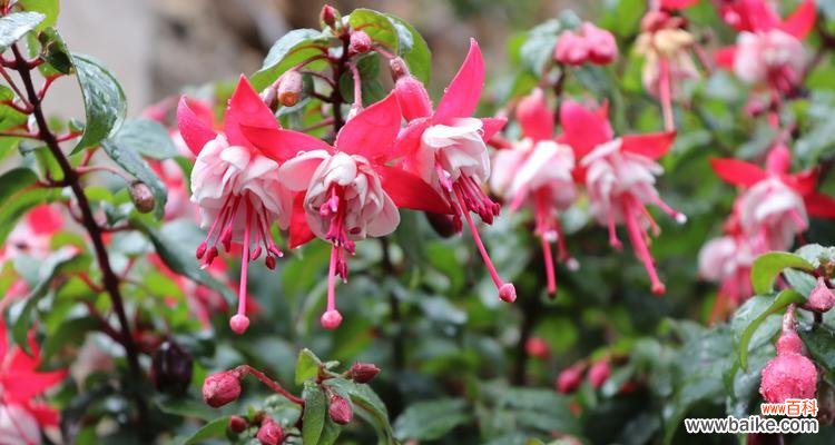 探索灯笼花的吉祥象征及摆放禁忌 灯笼花的风水寓意和摆放位置