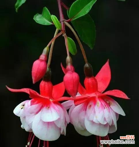 探索灯笼花的吉祥象征及摆放禁忌 灯笼花的风水寓意和摆放位置