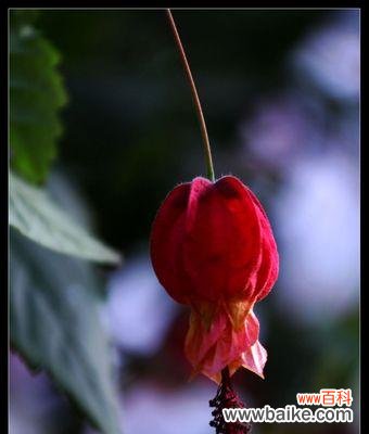 探索灯笼花的吉祥象征及摆放禁忌 灯笼花的风水寓意和摆放位置