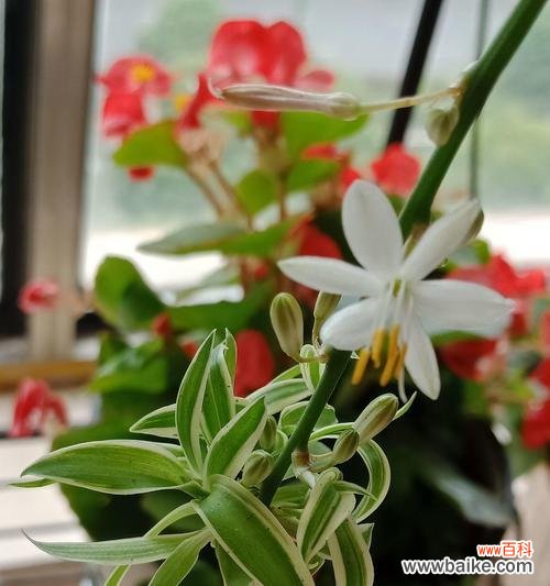 吊兰的寓意与象征风水之道