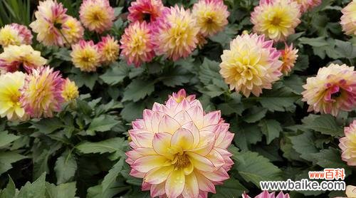 探寻大丽花的秘密 大丽花花语的象征与寓意