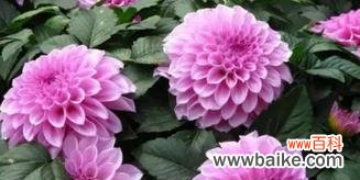 探寻大丽花的秘密 大丽花花语的象征与寓意