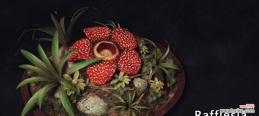 揭秘大王花的花语之谜 大王花的传奇故事