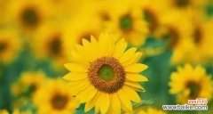 探寻花语中的秘密之恋 以代表暗恋与守护的花