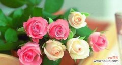 探寻暗恋的花海中的真爱 盛开的秘密——以代表暗恋的花为主题