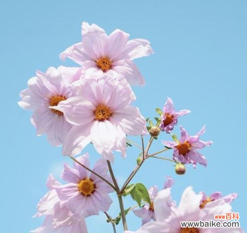 探寻暗恋的花海中的真爱 盛开的秘密——以代表暗恋的花为主题