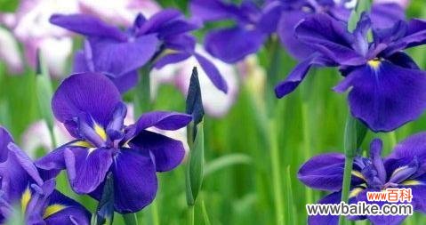 春风拂面 绽放春天的花朵