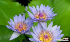 与花语相映成趣 高冷孤傲的花之美丽花卉品种探秘